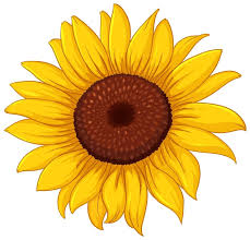 girasol
